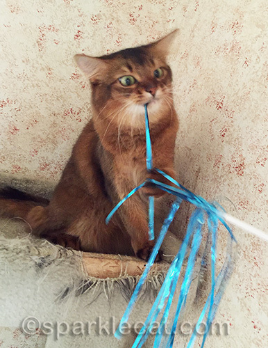 somali cat playing with cat toy