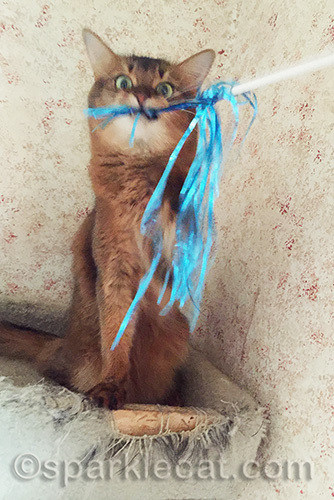 somali cat making funny face while playing with cat toy