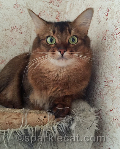 slightly annoyed somali cat