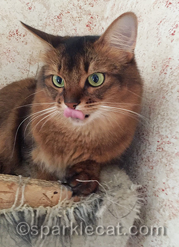 somali cat giving a raspberry