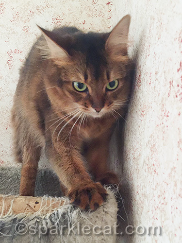 somali cat scratching beat up cat tree