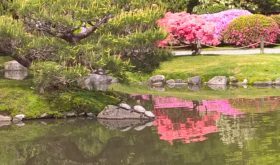 Japanese Garden, April 2016