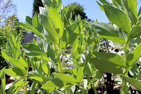 homestead-favas
