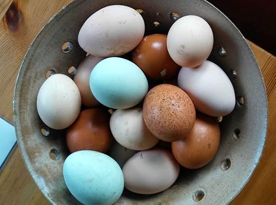 homestead-eggs