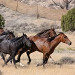 feral-horses-602278_960_720