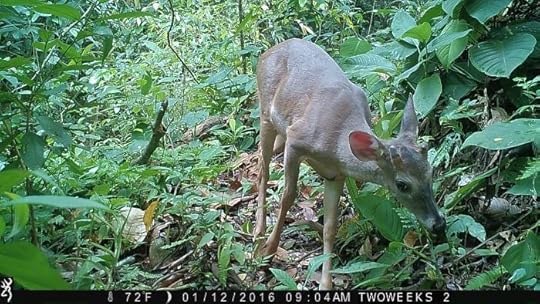 Using Trail Cameras in Costa Rica: White Tailed Deer | Two Weeks in Costa Rica
