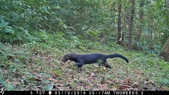 Using Trail Cameras in Costa Rica: The Tyra | Two Weeks in Costa Rica