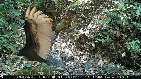 Using Trail Cameras in Costa Rica: Turkey Vulture | Two Weeks in Costa Rica
