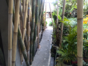 Arjuna House 2 Review - Garden View - Survive Travel