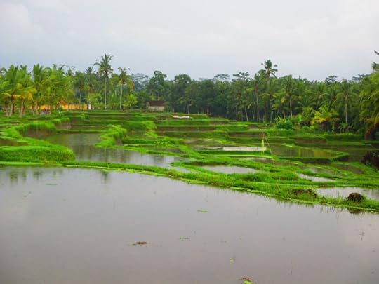 Rice paddies in Bali
