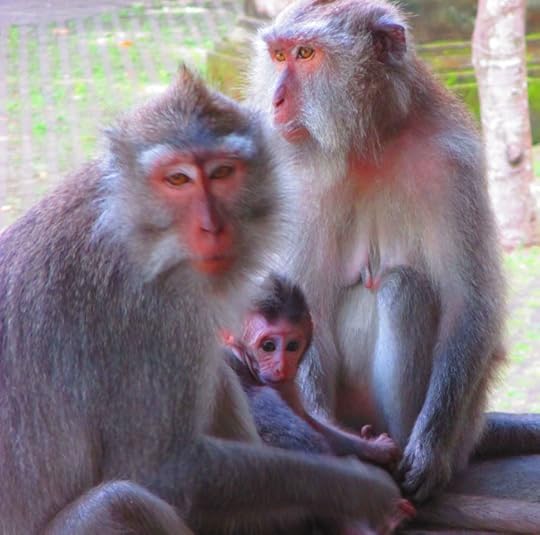 Sacred monkey forest in Bali