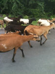 Goats in Antigua.sdx