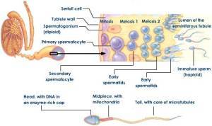 spermatogenesis-and-spermiogenesis-stages