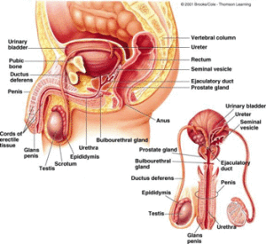 mce-male-reproductive-tract