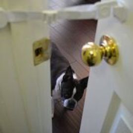 DogDoorBuddy