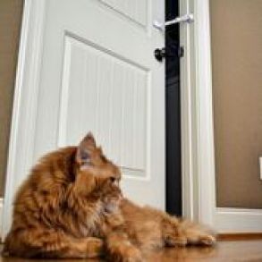 CatDoorBuddy