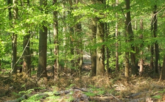 This forest contains Norway spruce and larch, two of the trees studied in the experiment that is being described. (click for credit)