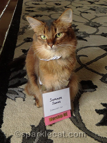 somali cat poses with conference badge