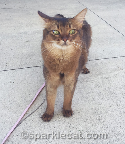 somali cat on leash looking dubious
