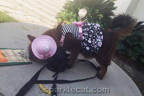 somali cat in dress and hat trying to steal treats