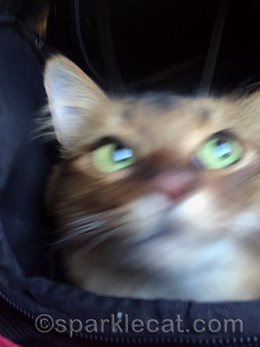 somali cat in cat carrier on plane
