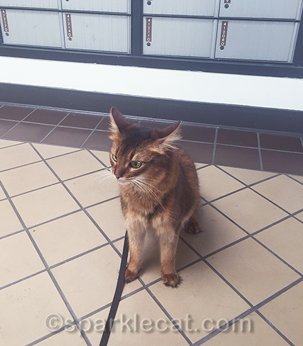 somali cat in post office box area