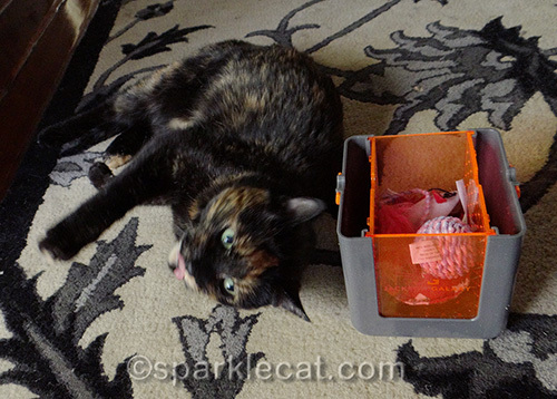 tortoiseshell cat with catnip marinater