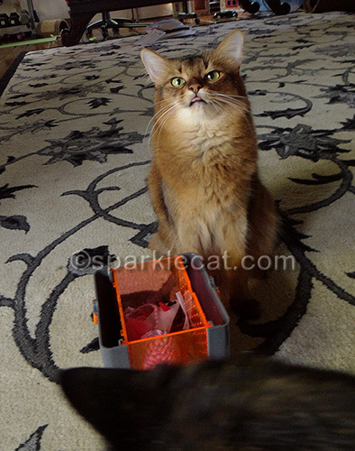 somali cat with tongue out near vault marinater