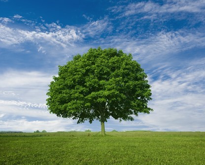 Season of Pruning