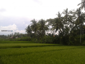 Tegallalang Rice Terraces Review 1 - Bike Ride - Survive Travel
