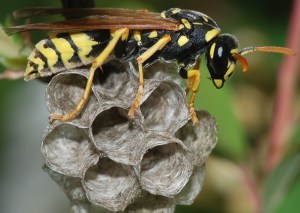 Wasp March 2008 Polistes dominula European paper wasp wikipedia