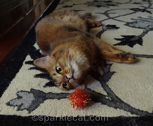 somali cat plays with orange sparkle ball