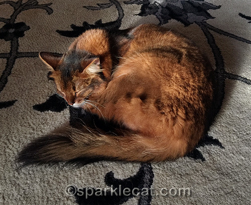 napping somali cat