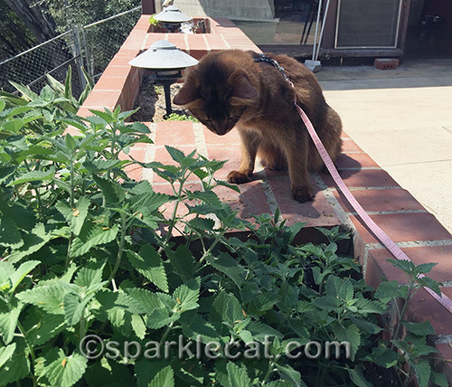somali cat checking out catnip garden