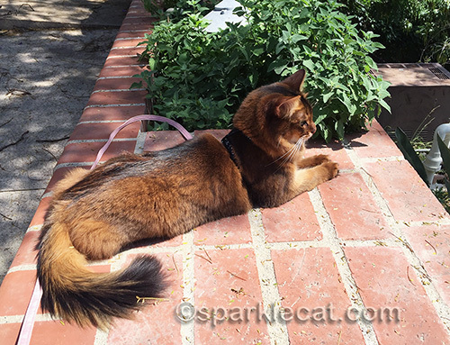 somali cat enjoying the sunshine