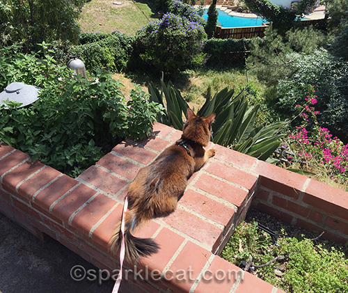 somali cat enjoying a view of her backyard... and the neighbors' backyards