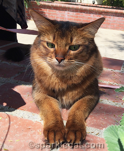 somali cat thinking about things