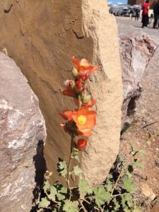 Desert mallow