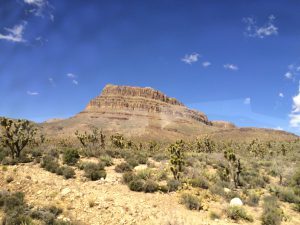 Joshua trees. No Bono.