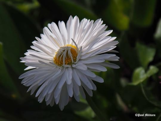 daisy shy