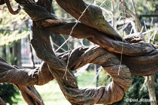 natural art - liana tree