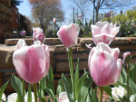 Pink tulips