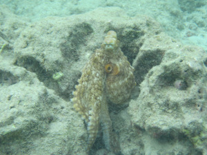 an octopus off of Hawaii