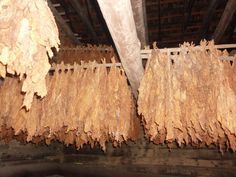 tobacco hanging in barn
