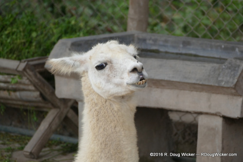 A Toothy Grin