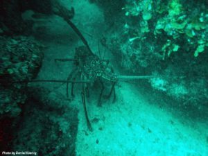 Scuba-Diving-in-Cuba