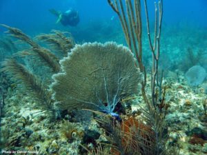 Diving-in-Guardalavaca-Cuba