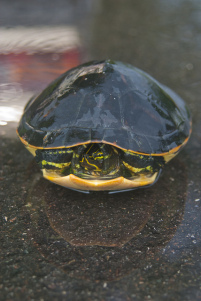 Photograph of a turtle withdrawn inside its shell. By Kenneth Buker.