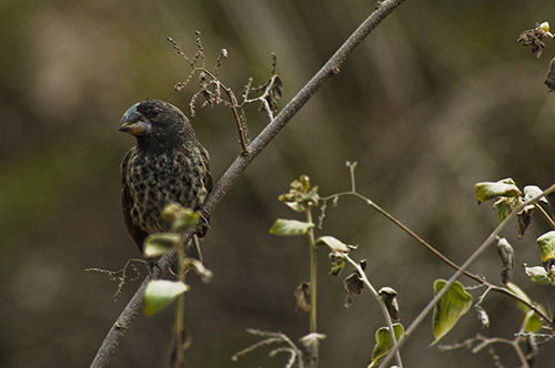 Finch for Wells ENV.jpg