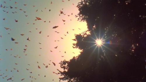 Monarchs-sunburst.jpg